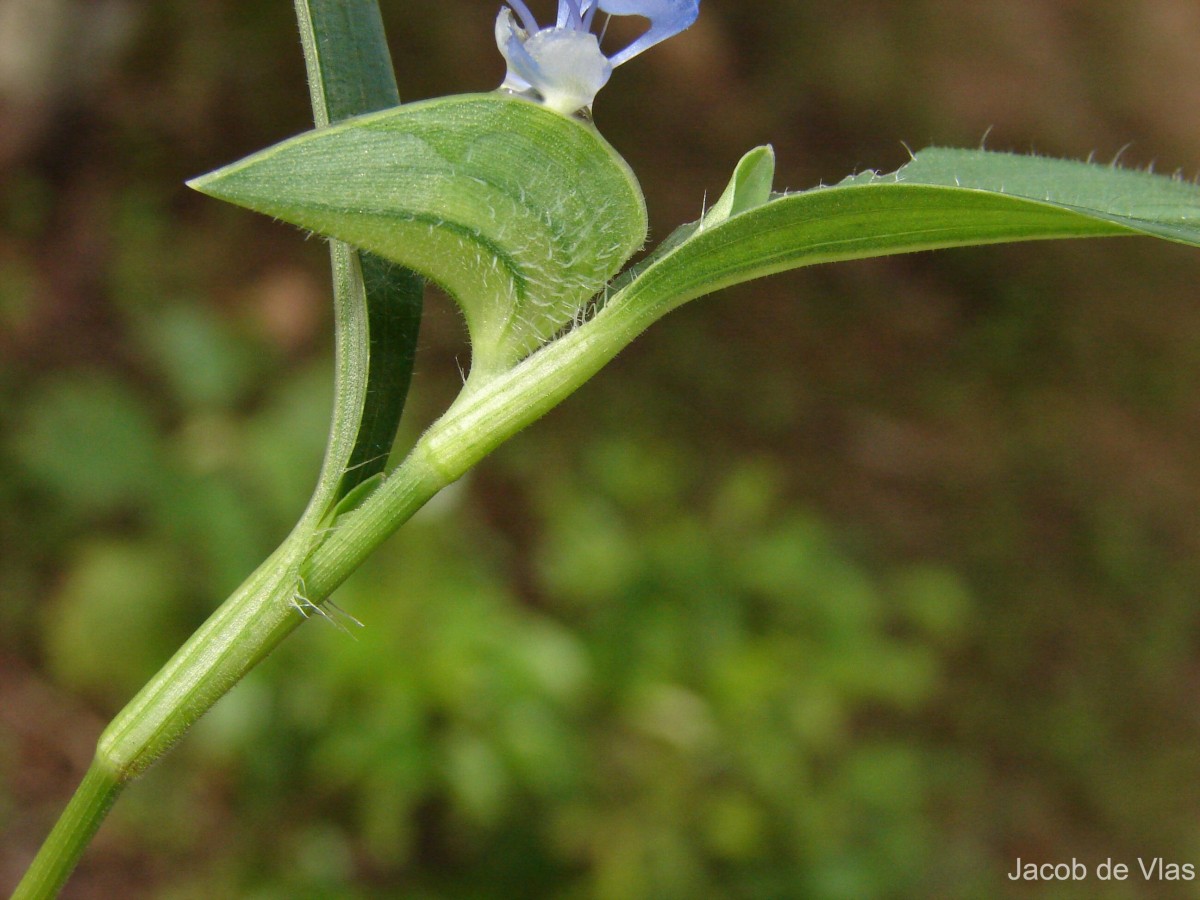 Commelina ensifolia R.Br.